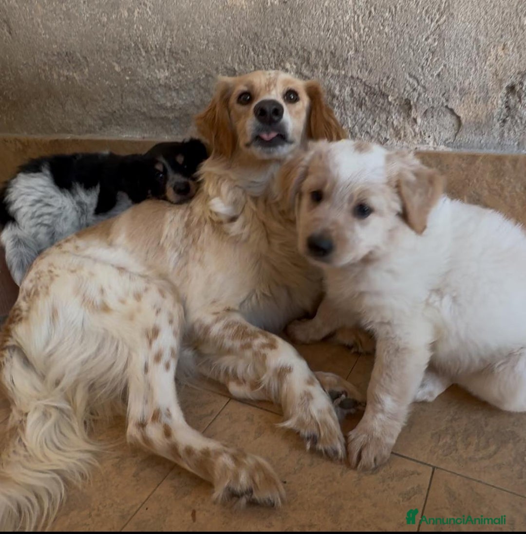 Meticcio cani in regalo: Cucciolo dolcissimo mix setter – tg medio-piccola a Città Metropolitana di Venezia - Immagine 8