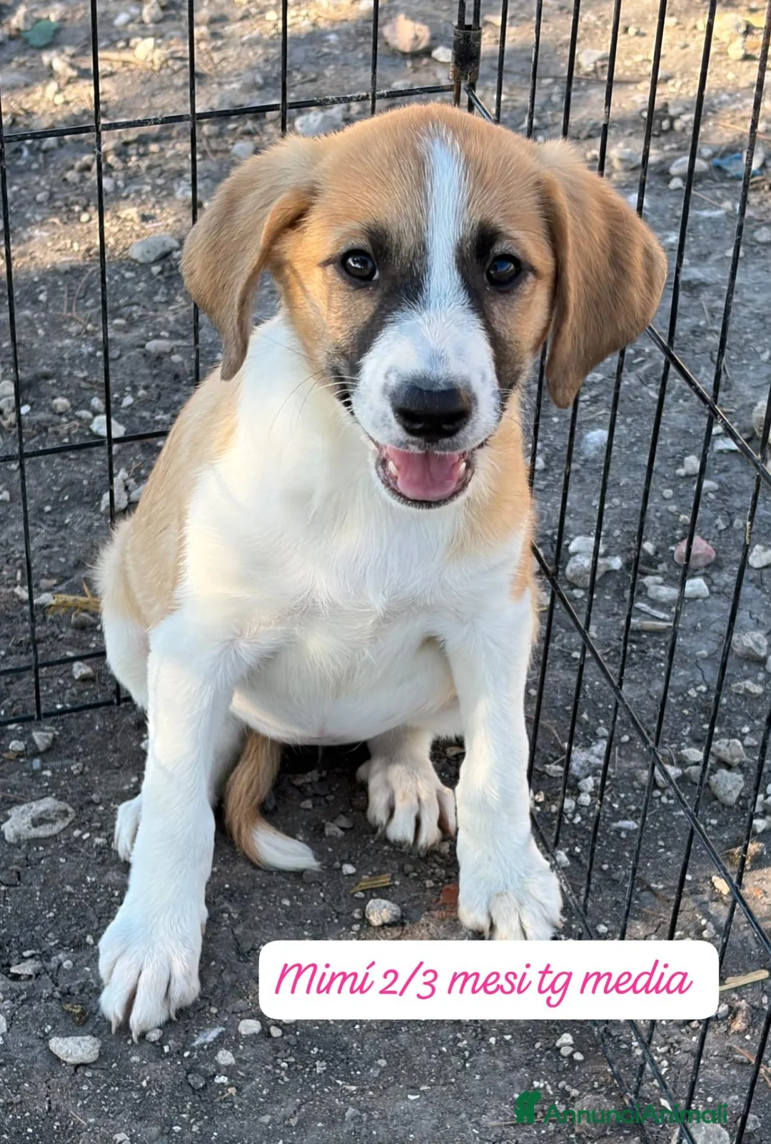 Meticcio cani in regalo: Trovatelli cercano urgentemente casa  a Provincia di Monza e della Brianza - Annuncio 2