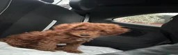 Barboncino Toy cani in vendita: Barboncina toy  a Città metropolitana di Milano - Annuncio 2