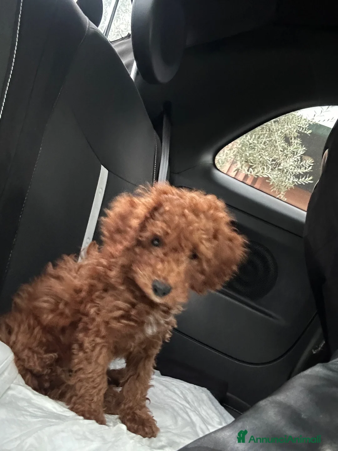 Barboncino Toy cani in vendita: Barboncina toy  a Città metropolitana di Milano - Annuncio 2