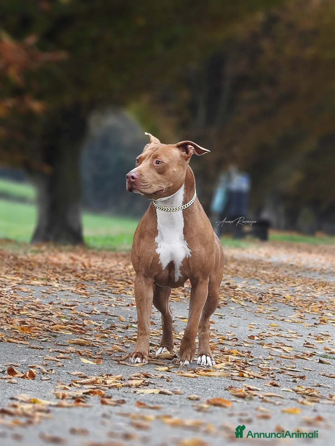 Immagine della galleria {{count}}