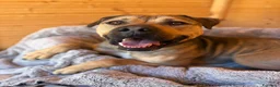 Meticcio cani in regalo: Bobby, dolce e speciale - Annuncio 2