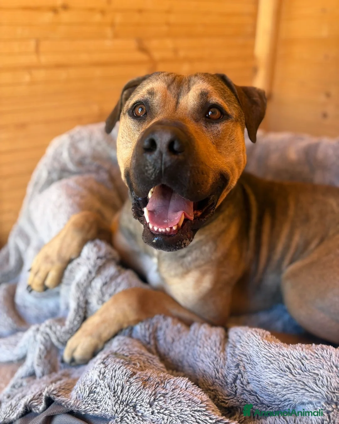 Meticcio cani in regalo: Bobby, dolce e speciale - Annuncio 2