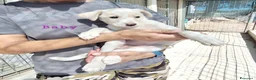 Meticcio cani in regalo: Baby dolcissima cucciola in adozione  - Annuncio 5