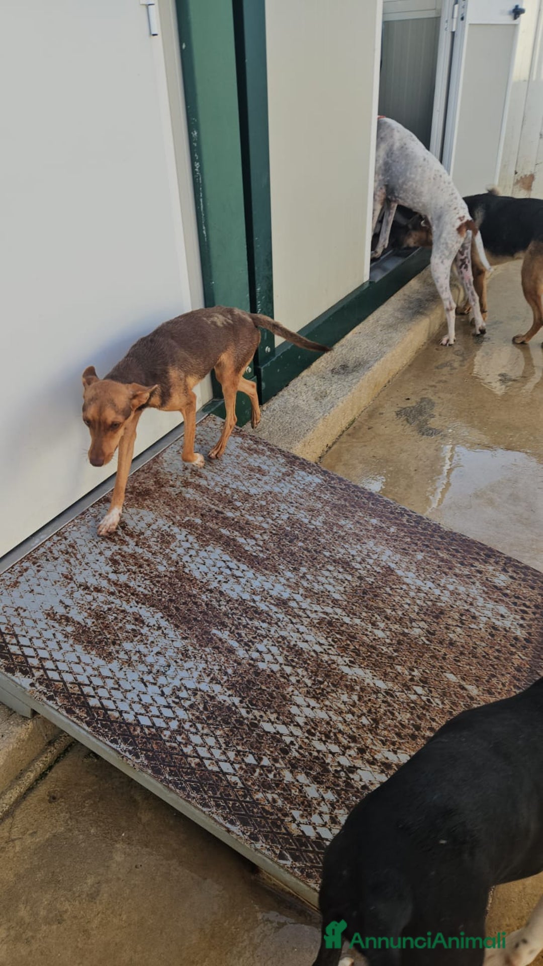 Meticcio cani in regalo: Lupo: cucciolotto taglia piccola socievole  a Città Metropolitana di Genova - Annuncio 14