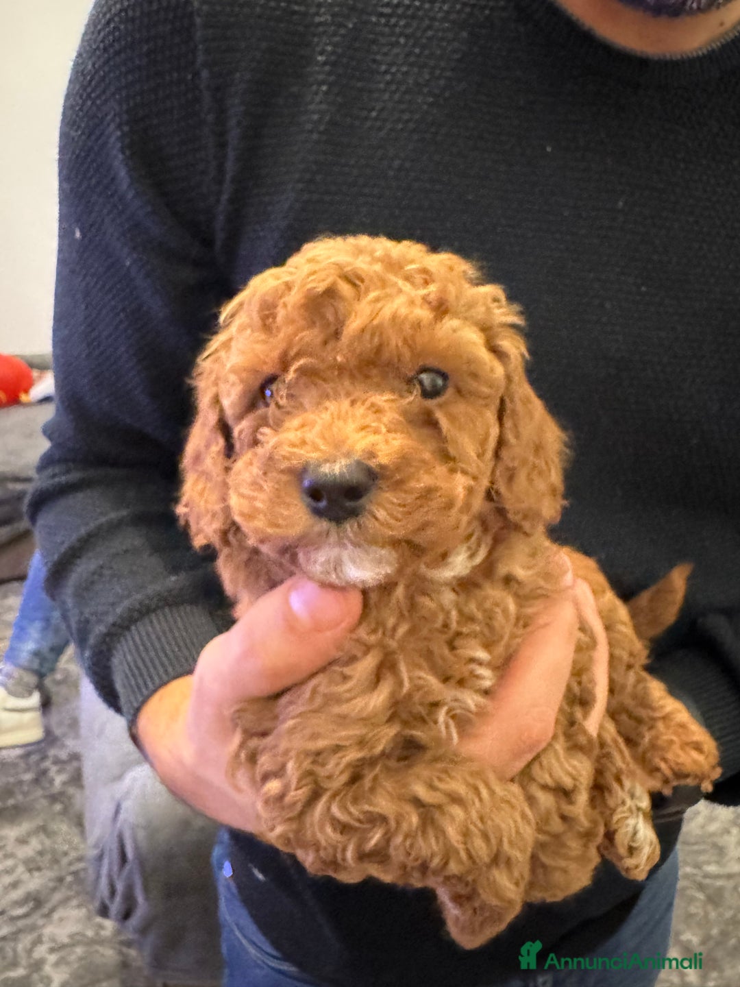 Barboncino cani in vendita: Vendita cuccioli barboncini nani - Annuncio 15