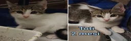 Altre razze gatti in regalo: GATTINI ABBANDONATI: EMERGENZA  a Città metropolitana di Milano - Annuncio 5