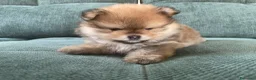 Volpino Pomerania cani in vendita: Volpino di Pomerania  - Annuncio 3