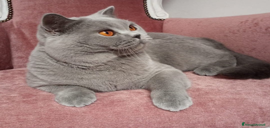 Immagine della galleria {{count}}