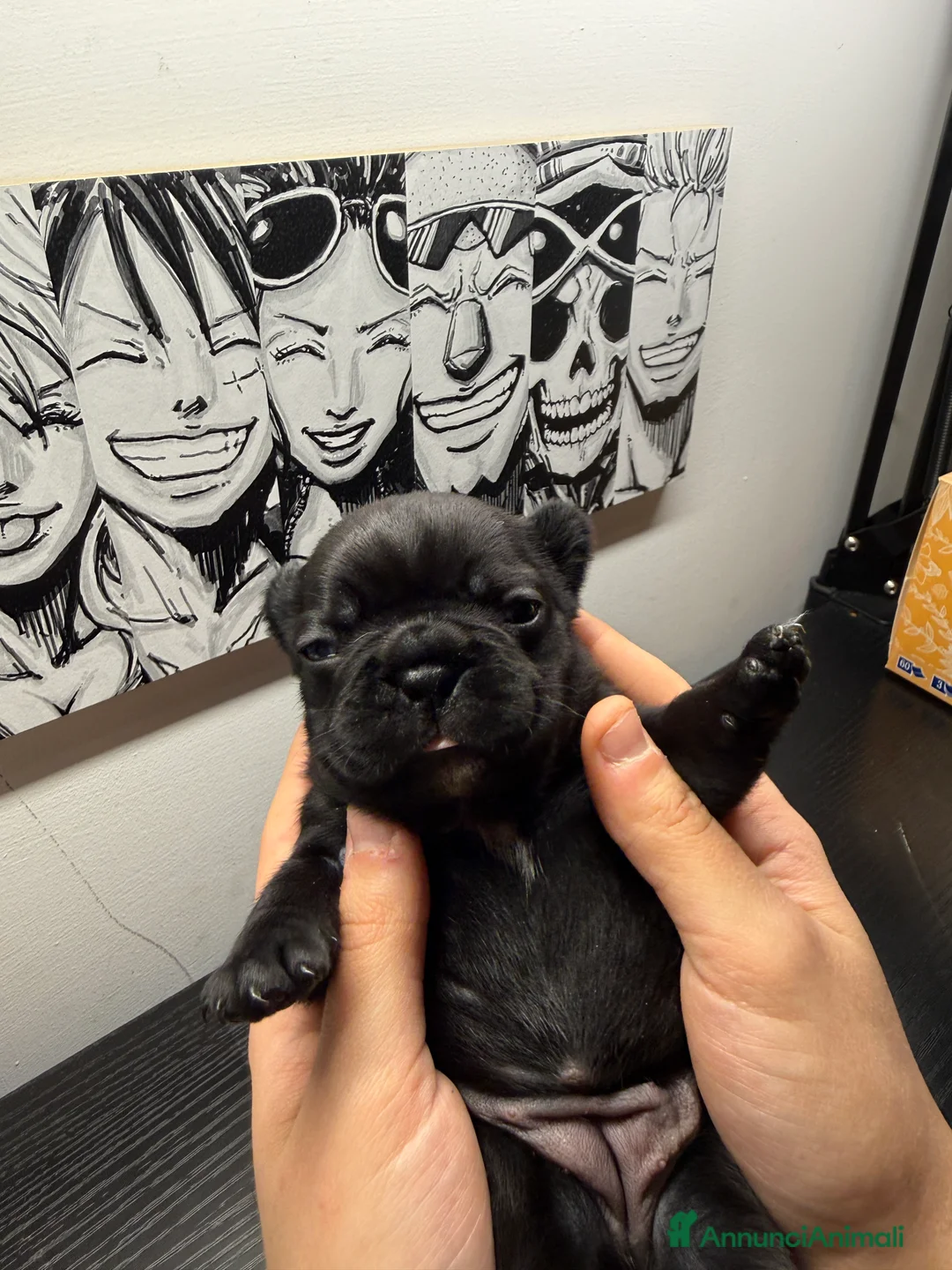 Bulldog Francese cani in vendita: Bulldog francese  - Annuncio 6