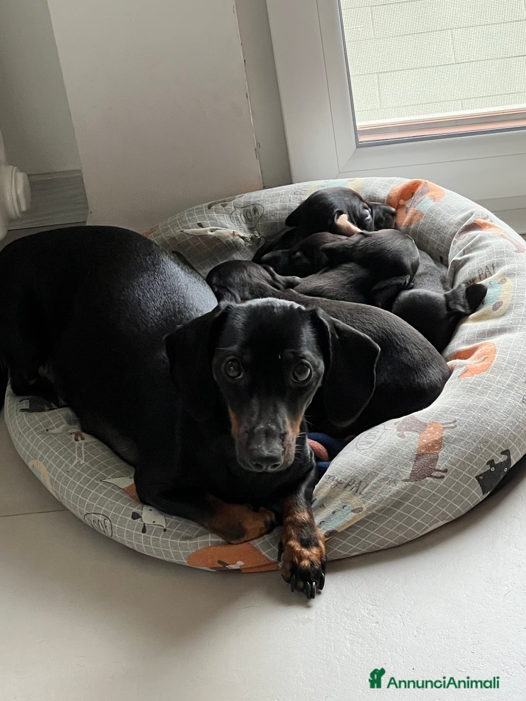 Bassotto cani in vendita: Cuccioli bassotto  - Annuncio 8