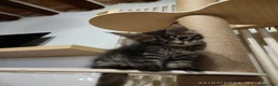 Maine Coon gatti in vendita: Cuccioli di Maine Coon  - Annuncio 9