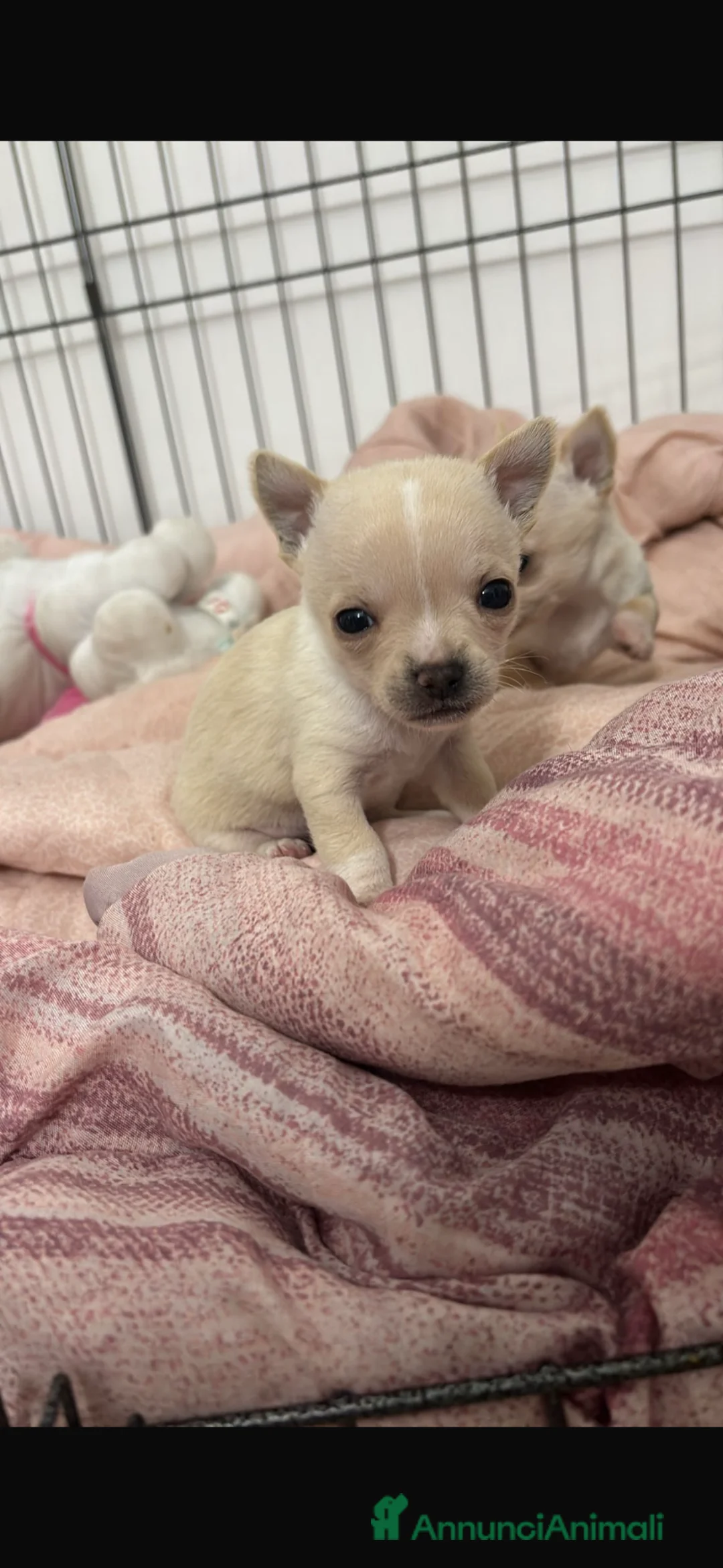 Chihuahua cani in vendita: Chihuahua toy femmina  - Annuncio 4