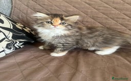 Persiano gatti in vendita: Gattine persiane normotipo  a Provincia di Reggio Emilia - Immagine 27