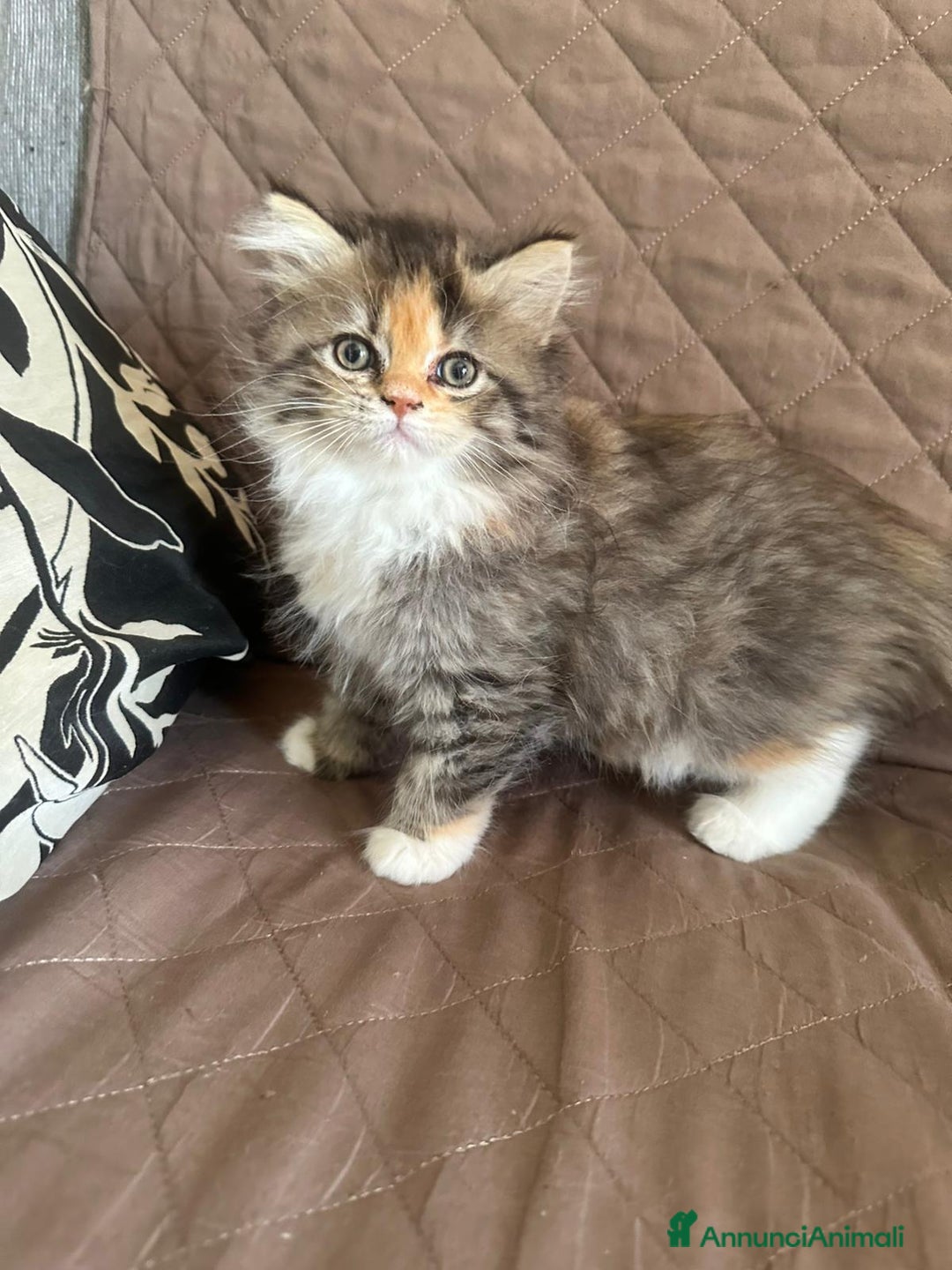 Persiano gatti in vendita: Gattine persiane normotipo  a Provincia di Reggio Emilia - Immagine 27