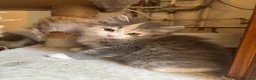 Siberiano gatti in vendita: Freya, bellissima gattina siberiana - Annuncio 14