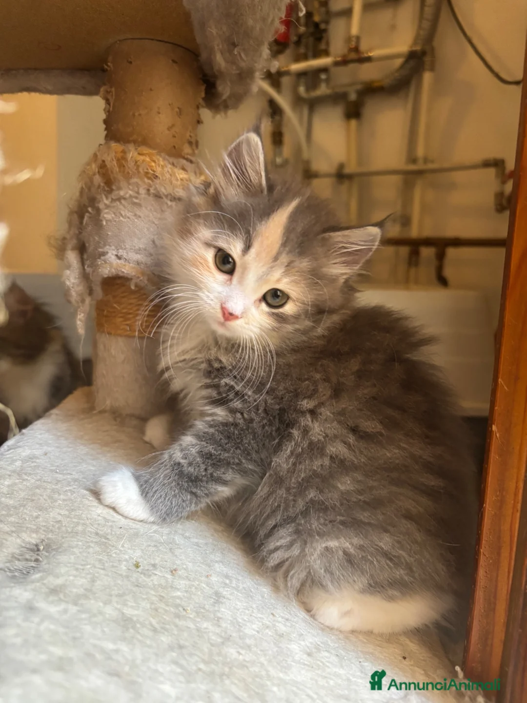 Siberiano gatti in vendita: Freya, bellissima gattina siberiana - Annuncio 14
