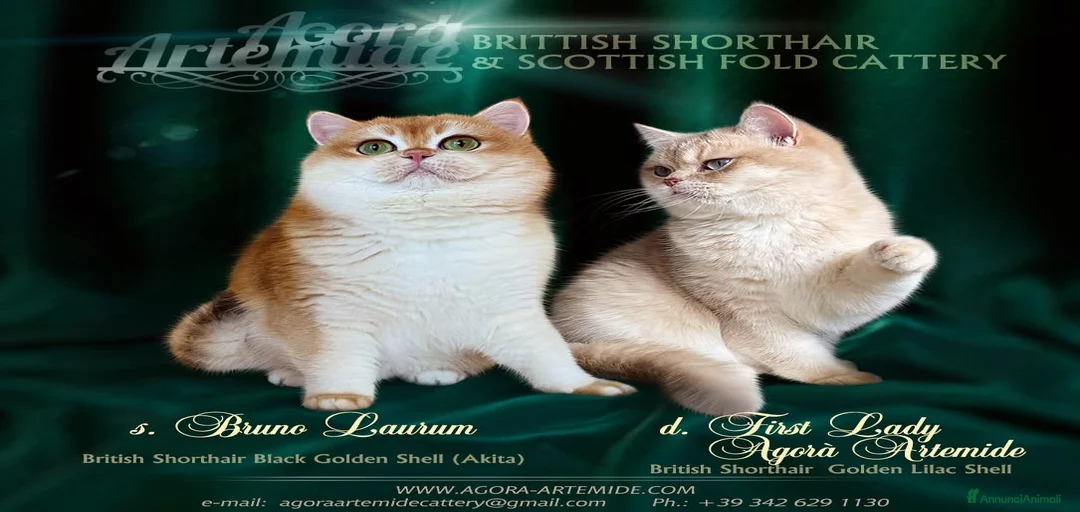 Immagine della galleria {{count}}