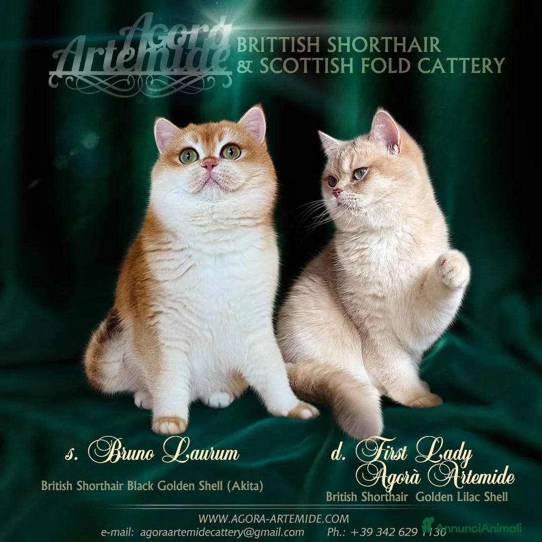 Immagine della galleria {{count}}