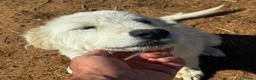 Meticcio cani in regalo: Mirtilla dolce cucciola 4 mesi cerca casa - Annuncio 2