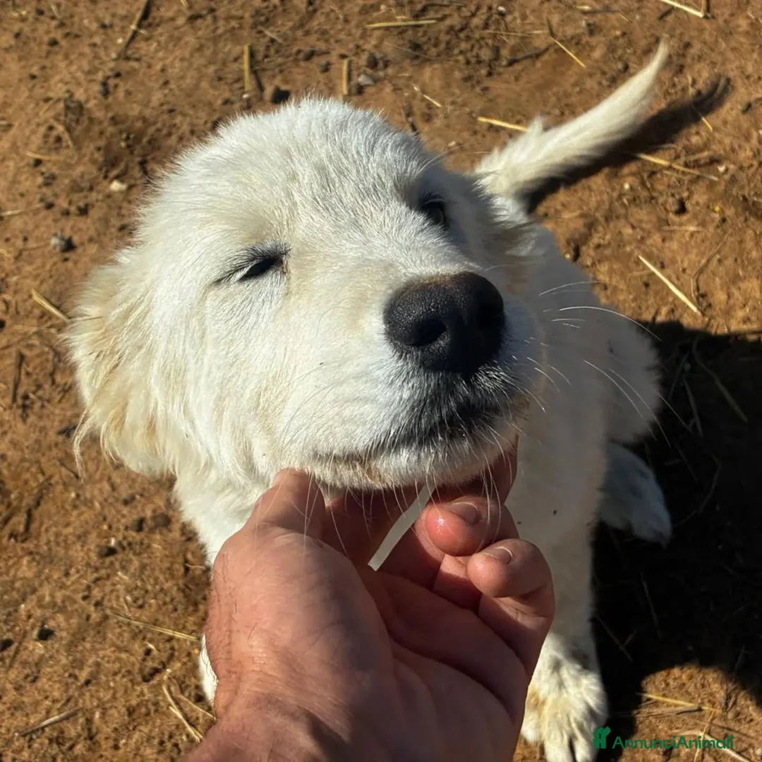 Meticcio cani in regalo: Mirtilla dolce cucciola 4 mesi cerca casa - Annuncio 2