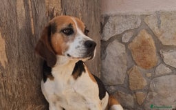Beagle cani in regalo: LORD un beagle strepitoso a Pomezia - Immagine 1