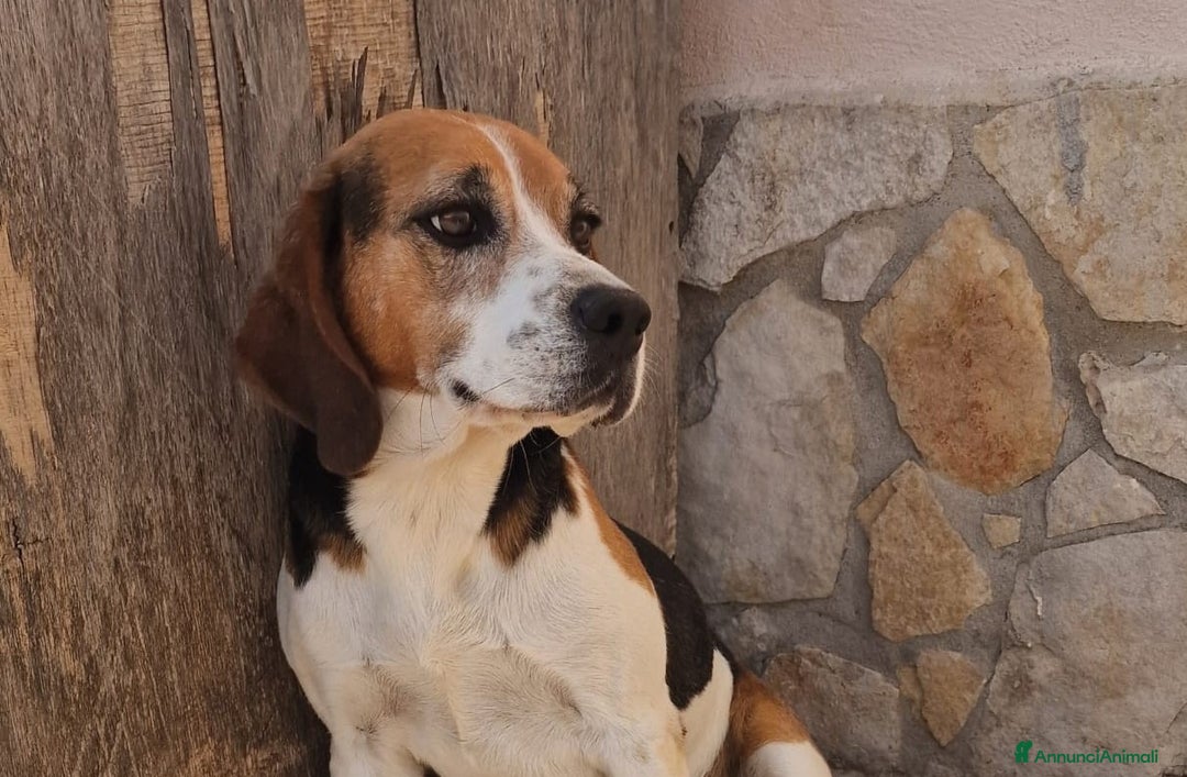 Beagle cani in regalo: LORD un beagle strepitoso a Pomezia - Immagine 1