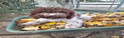 Lagotto cani in vendita: Cucciola di lagotto - Annuncio 1
