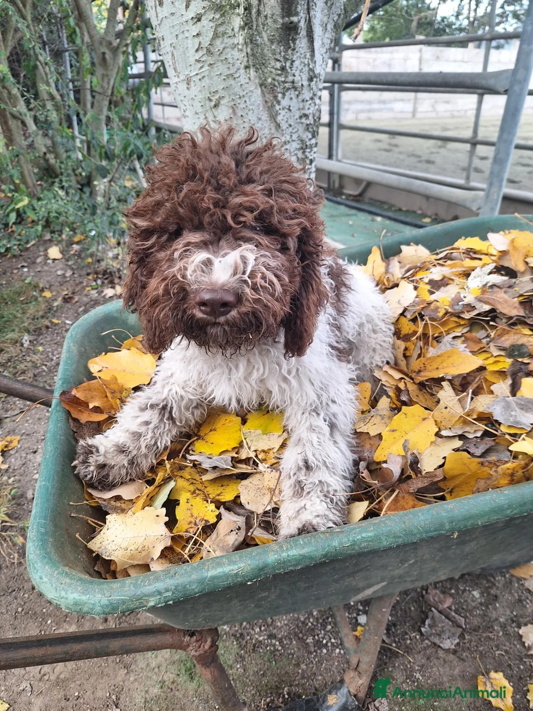 Lagotto cani in vendita: Cucciola di lagotto - Annuncio 1