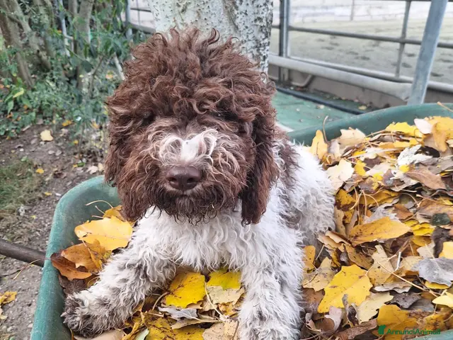 Lagotto cani Cucciola di lagotto - Annuncio 1