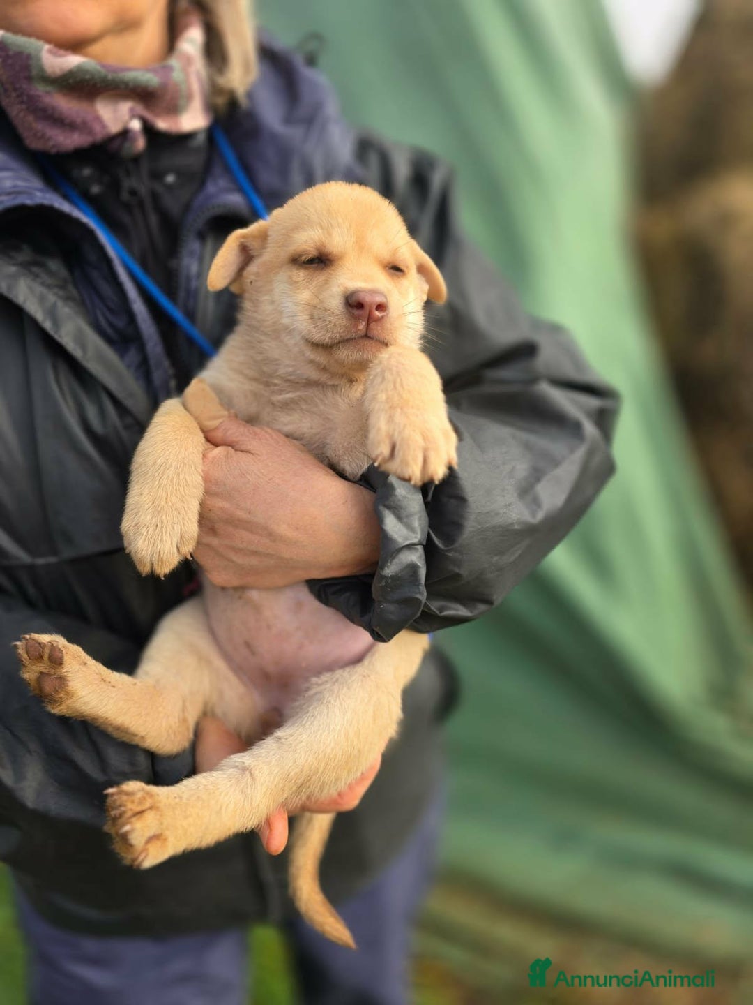 Meticcio cani in regalo: Gioia stupenda cucciola in attesa di una famiglia - Annuncio 3