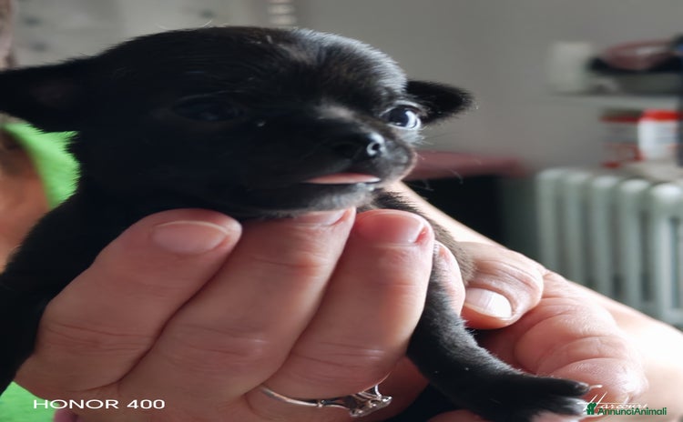 Chihuahua cani a Provincia autonoma di Trento - Annuncio 5