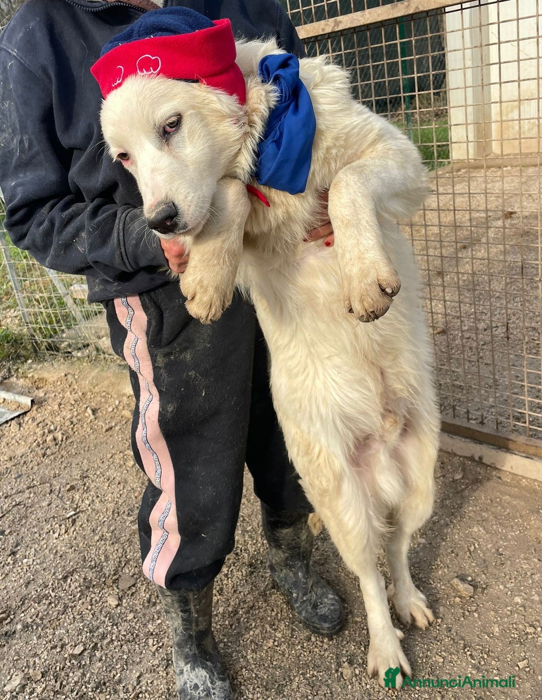 Meticcio cani in regalo: IL FANTASTICOO OSLINO a Città Metropolitana di Firenze - Annuncio 5