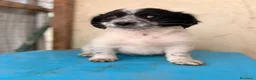 Meticcio cani in regalo: IL MORBIDO E DOLCE DUPLO a Città metropolitana di Roma Capitale - Annuncio 8