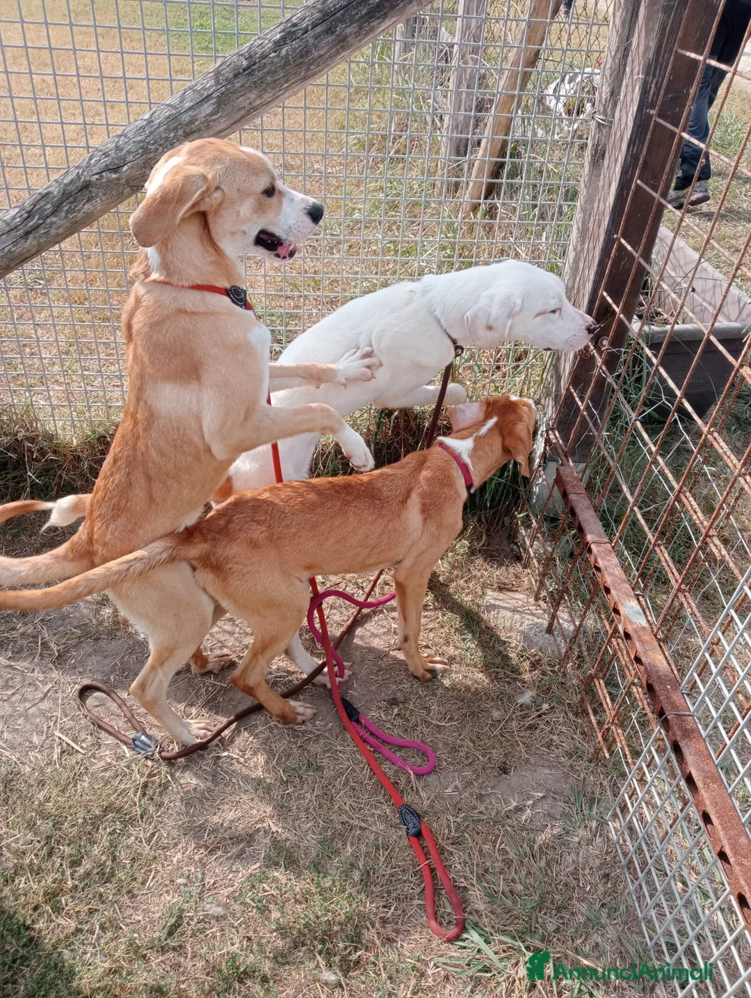 Boxer cani in regalo: KARL,cucciolotto simil boxer Cane meticcio Maschio a Provincia di Latina - Annuncio 3