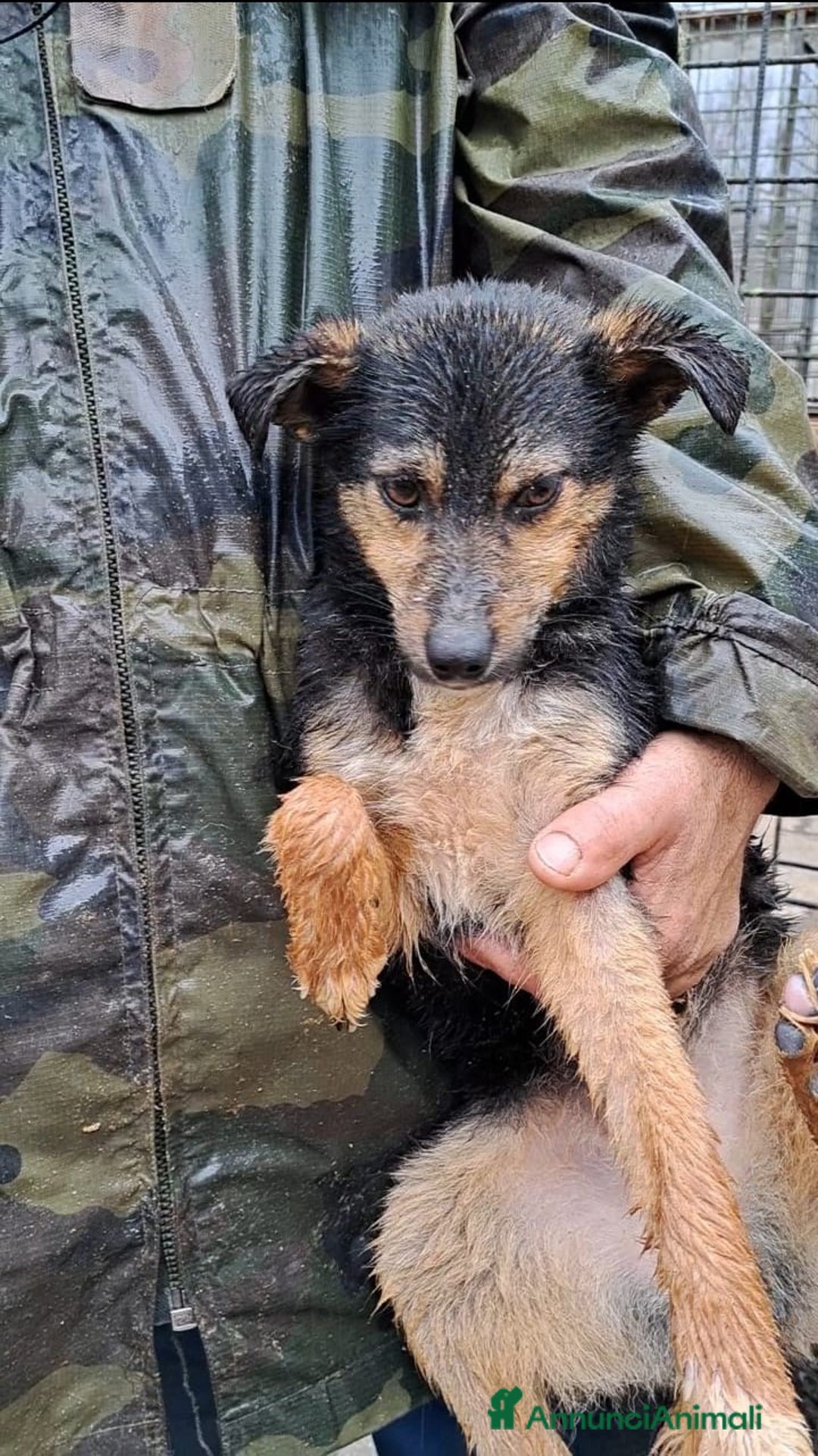 Altre razze cani in regalo: Grace ed Elsa, dolci sorelline, 8 kg, 11 mesi  a Città metropolitana di Roma Capitale - Annuncio 2