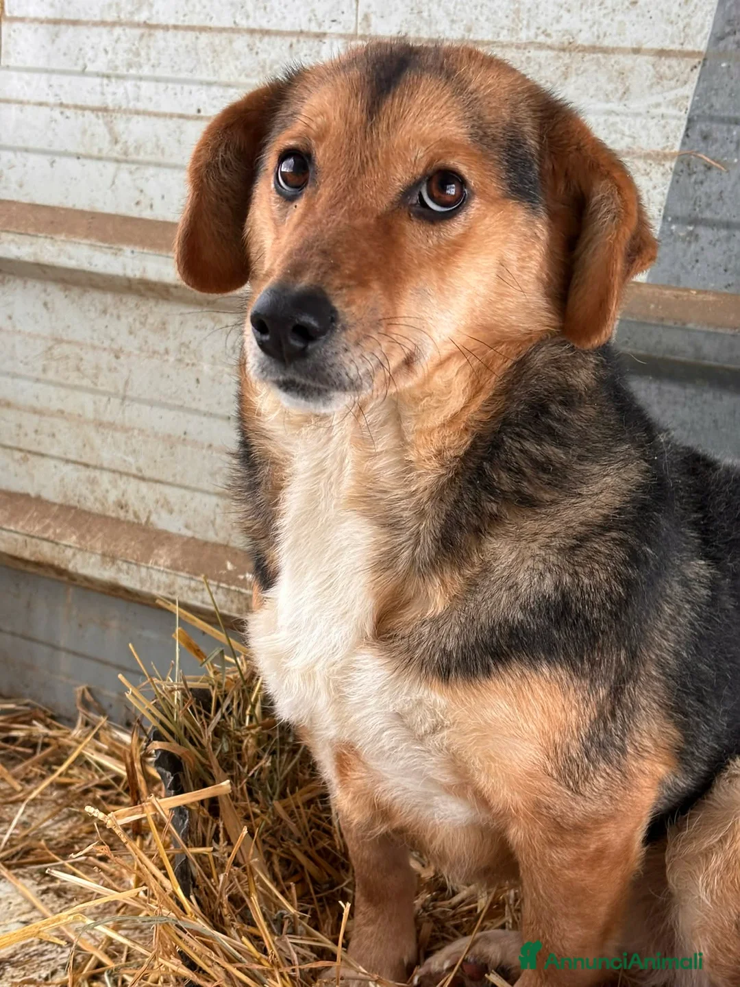 Meticcio cani in regalo: DOTTIE, tenerissima TG PICCOLA cerca coccole! - Annuncio 7
