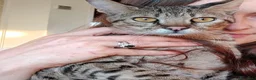 Savannah gatti in vendita: maschietto Savannah f6  - Annuncio 2