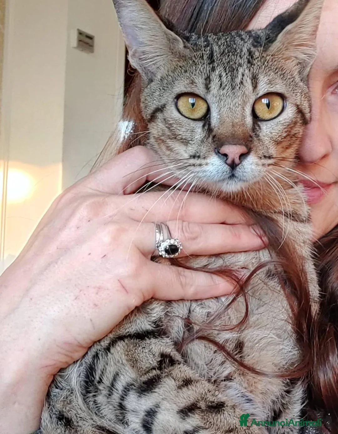 Savannah gatti in vendita: maschietto Savannah f6  - Annuncio 2