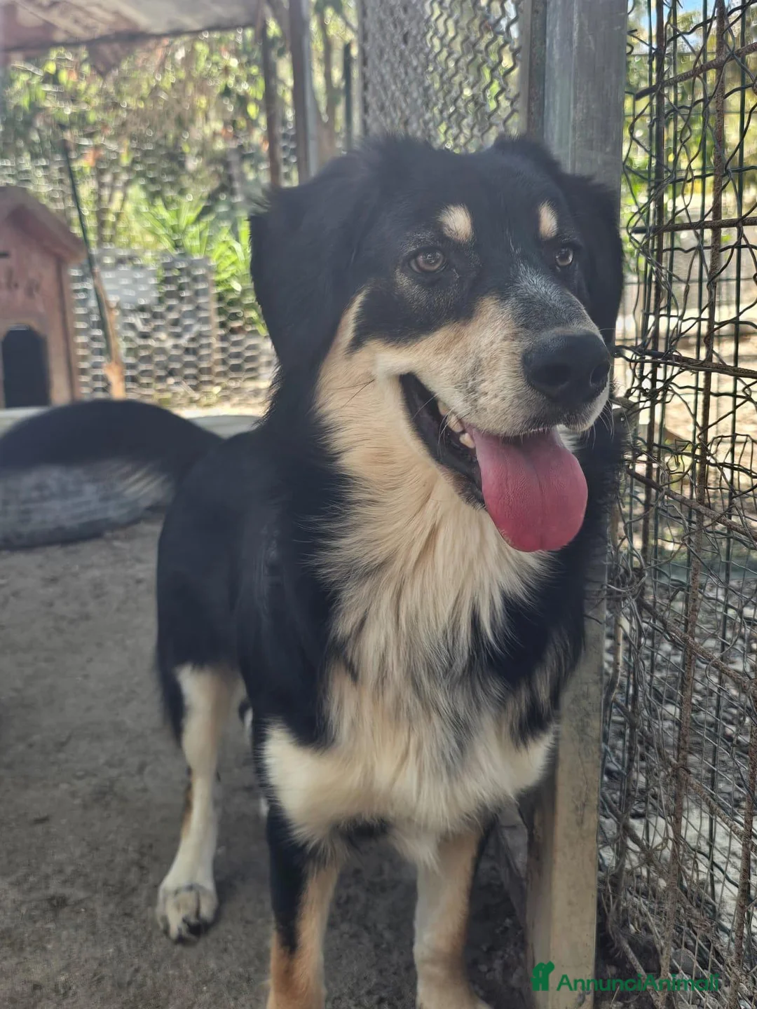 Meticcio cani in regalo: non lasciamo Astro in orbita troppo a lungo - Annuncio 3