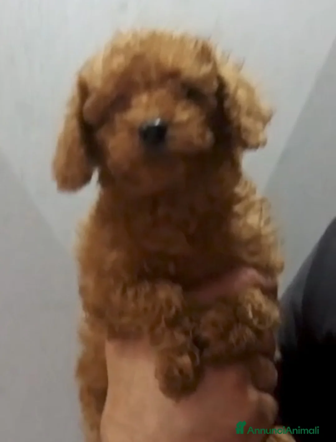Meticcio cani in vendita: Barboncino nani e tot  a Provincia di Como - Annuncio 2