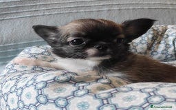 Chihuahua cani in vendita: cuccioli di cihuahua a pelo lungo a Molinella - Immagine 6
