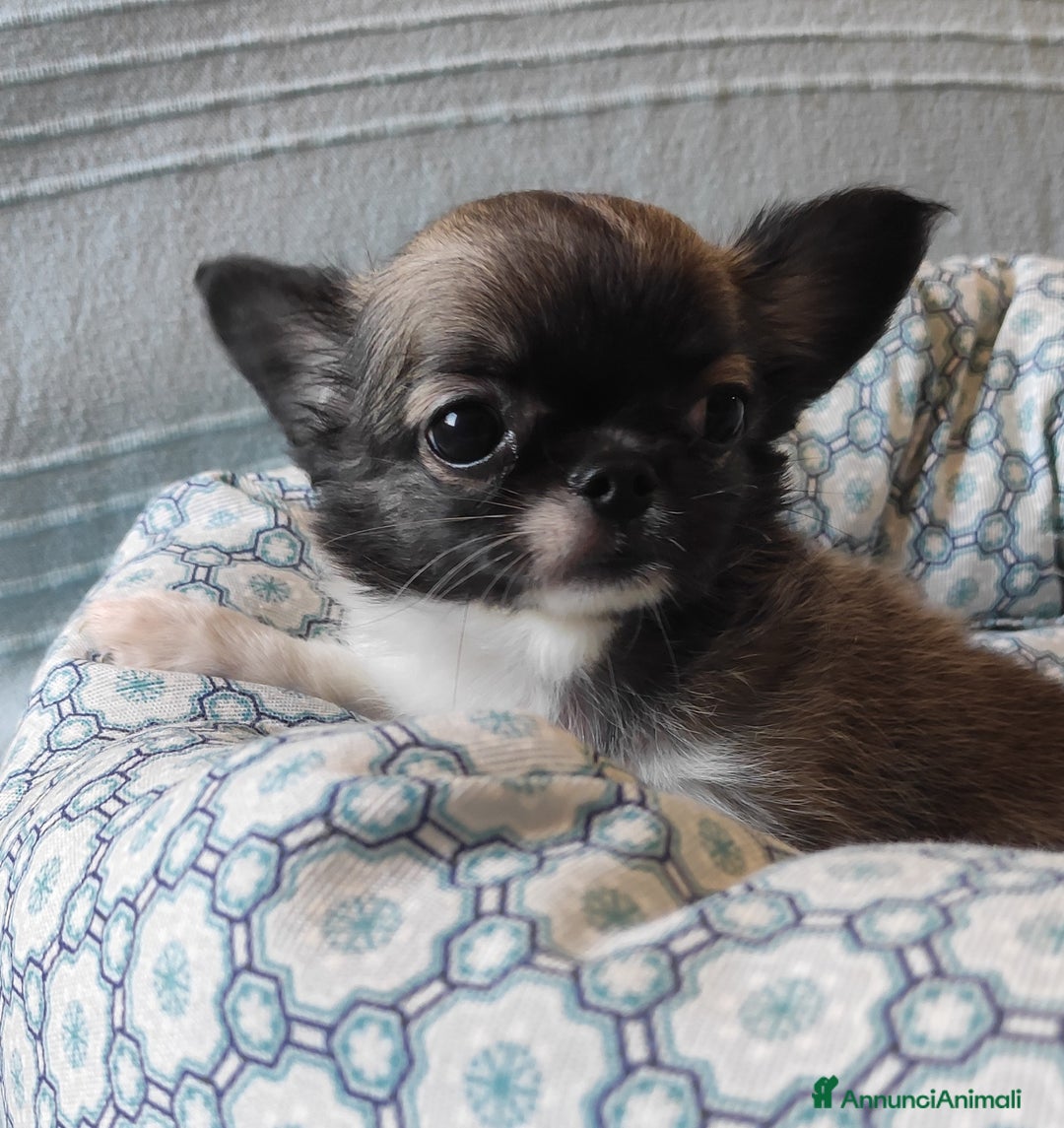 Chihuahua cani in vendita: cuccioli di cihuahua a pelo lungo a Molinella - Immagine 6
