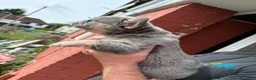 Bulldog Francese cani in vendita: Splendidi cuccioli di Bulldog francese a Città metropolitana di Milano - Annuncio 25