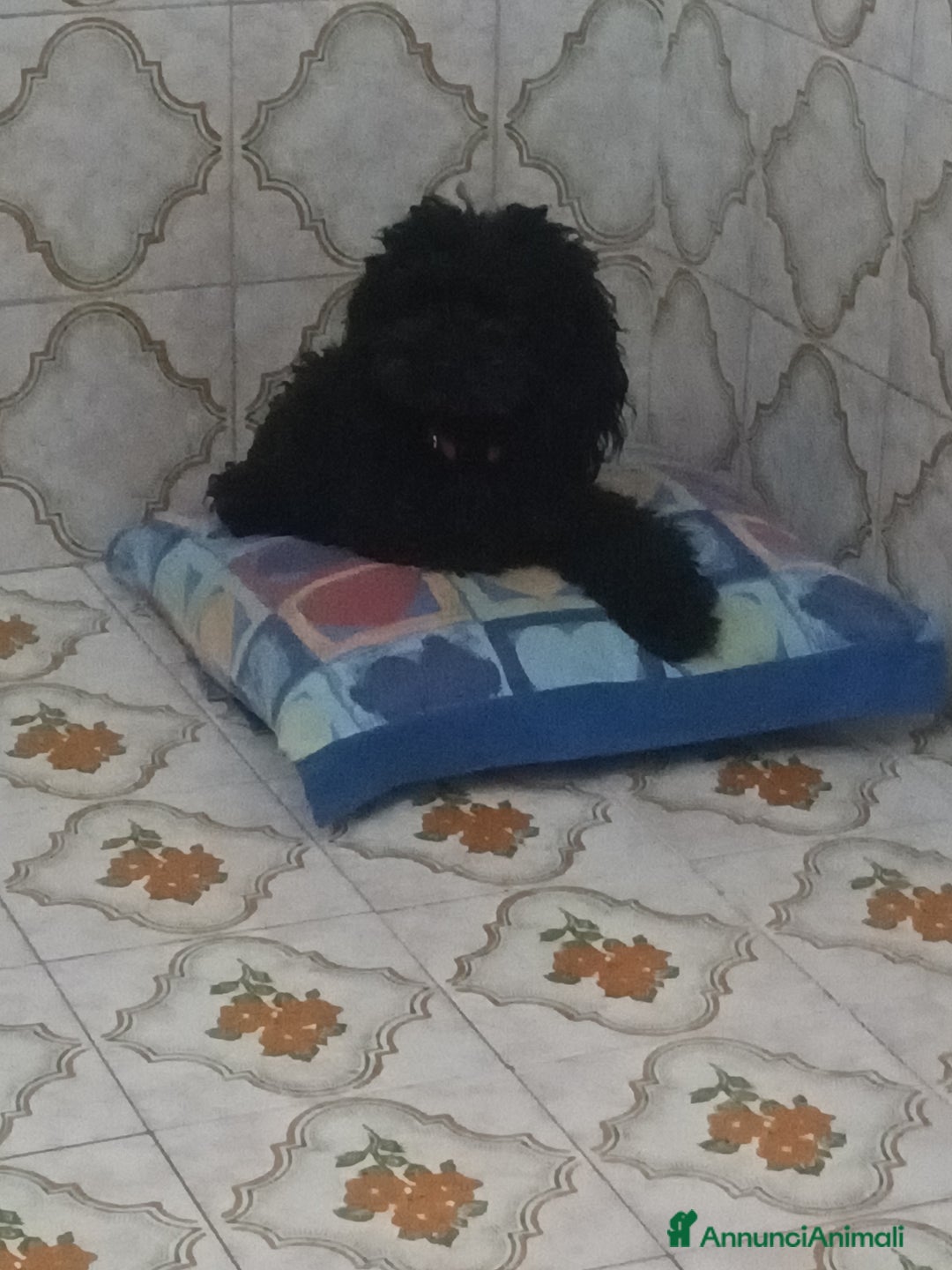 Barboncino Toy cani in vendita: Strepitosi Barboncini veri toy  - Annuncio 1