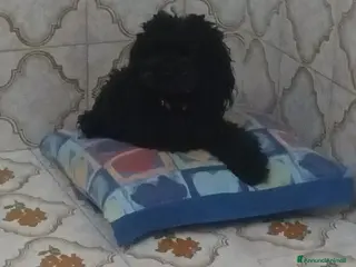 Barboncino Toy cani Strepitosi Barboncini veri toy - Annuncio 13