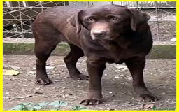 Labrador cani in regalo: KUBRA Adoz.del cuore x questa labrad.cieca! - Immagine 5