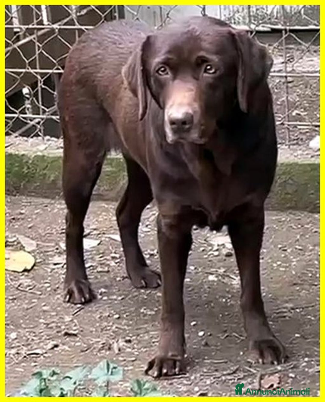 Labrador cani in regalo: KUBRA Adoz.del cuore x questa labrad.cieca! - Immagine 5