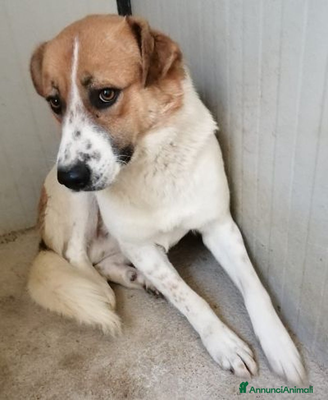 Meticcio cani in regalo: GERRY giovane triste coccolone - Annuncio 1