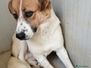 Meticcio cani GERRY giovane triste coccolone - Annuncio 6